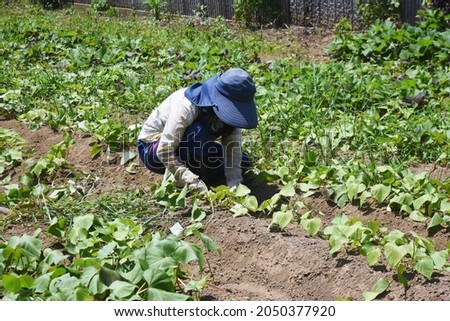 Cultivation of sweet potatoes. In Japan, sweet potatoes can be planted from May to June and harvested in the fall.  Royalty-Free Stock Photo #2050377920