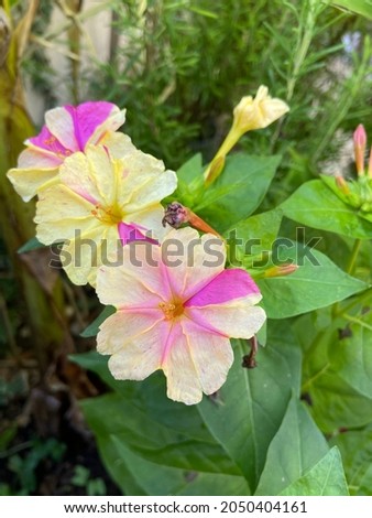 Mirabilis jalapa - Kaleidoscope or  Four O'Clocks flower with colors mix texture background