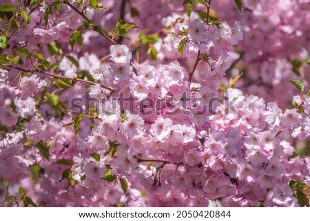 Lush blooming pink sakura blossoms. Spring Background image with beautiful flowers.