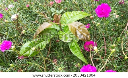 Mango Tree Picture and Pink Flower 