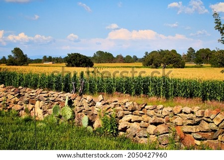 field of corn with blue sky with clouds and trees in the background in monte escobedo zacatecas, mexico Royalty-Free Stock Photo #2050427960