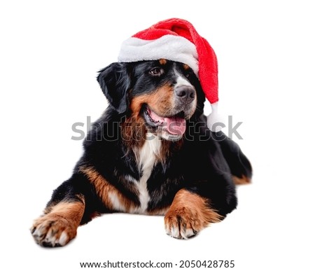 Bernese mountain dog lies wearing red Santa hat isolated on white background
