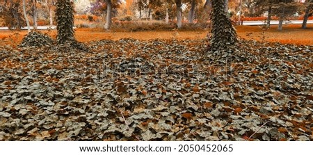 Autumn landscape picture, trees and leaf, October - November