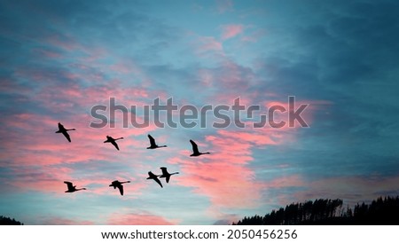 This is a great picture of the birds combining the sunset sky