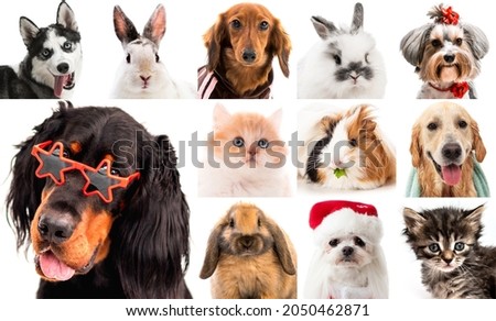 Collage with cute fluffy pets looking on camera isolated on white background.