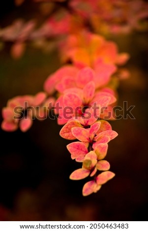 Zoomed branch of barberry  with red, pink leaves and  macro floral background