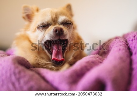 Little cute chihuahua yawns on a purple blanket. Front view.