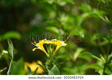 Barleria prionitis (Barleria prionitis, Prionitis hystrix) with a natural background