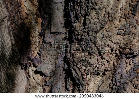Natural dark brown wood tree texture with rough pattern.