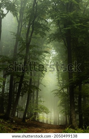 Fairy tale foggy forest trail in a cold autumn day. Blue fog in the distance Royalty-Free Stock Photo #2050499138