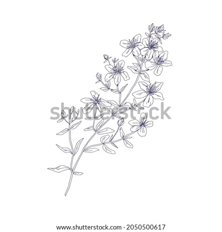 Outlined St. John's wort, wild medicinal flower. Botanical vintage sketch of floral goatweed plant. Hypericum perforatum drawing. Hand-drawn vector illustration of tutsan isolated on white background Royalty-Free Stock Photo #2050500617