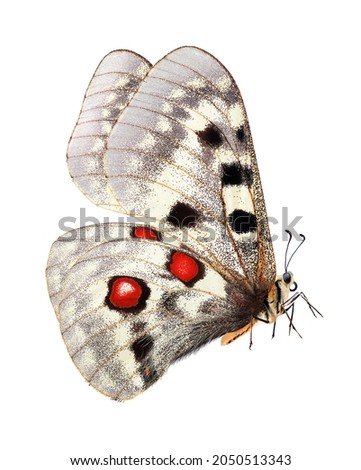 Butterfly in flight. Apollo butterfly (Parnassius apollo). Colorful bright apollo butterfly isolated on white. Beautiful butterfly for design. 