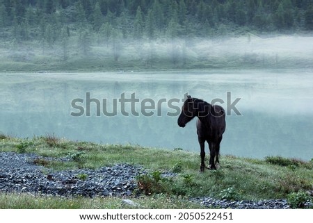 Horse near a mountain lake at dusk. Fog over the lake