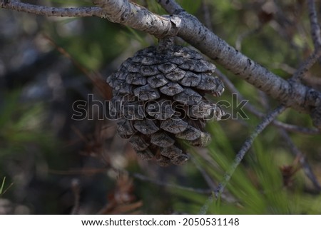 Pine branch with needles and old cones.