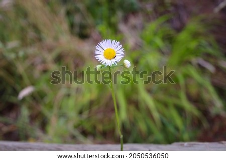 Photo of single daisy in the forest. Photo of a lone daisy in the grass