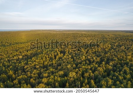 Above aerial shot of green pine forests and yellow foliage groves with beautiful texture of golden treetops. Beautiful fall season scenery. Mountains in autumn colors in golden time