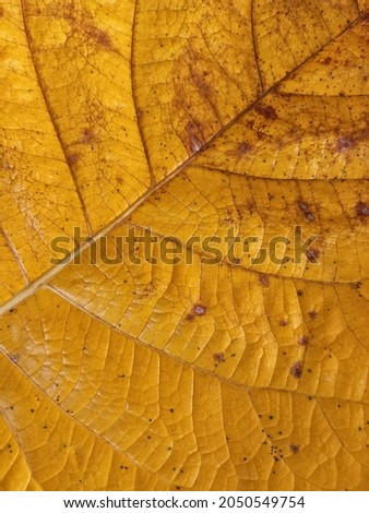 yellow leaf texture falling from the tree