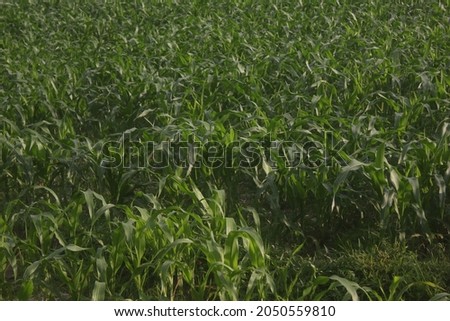 Green corn fields are suitable for eye therapy.