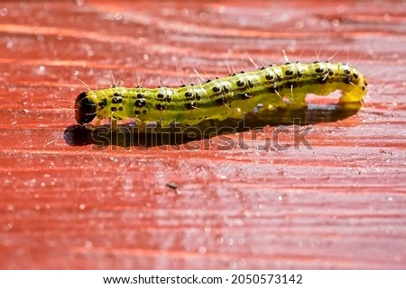 caterpillar of the box tree moth lying on the board
