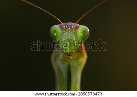 The giant asian mantis or indochina mantis	