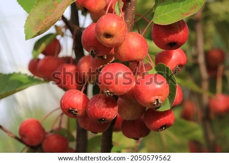 Crab apple tree in sunny September Royalty-Free Stock Photo #2050579562
