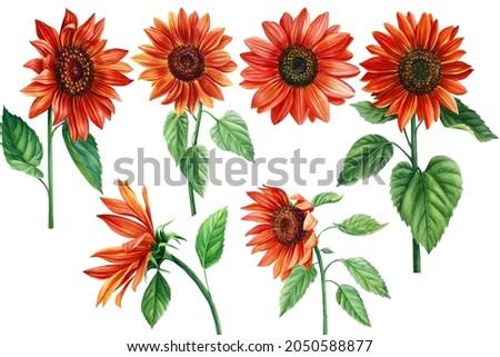 Sunflowers, set of red flowers on an isolated white background, watercolor illustration, elements for design