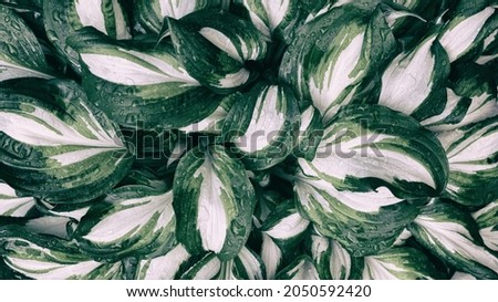 Tropical plant leaves with water drops. Abstract dark green texture, nature background.