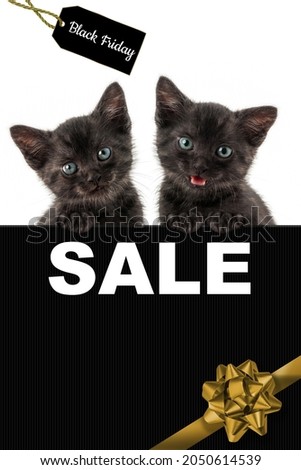 Black cat, black friday sale concept. Seasonal shopping sales and discounts. Ready-made design for banner, postcard, holiday poster, advertising.
