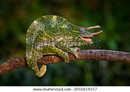 Trioceros deremensis, Usambara three-horned chameleon and wavy chameleonon the branch in forest habitat. Exotic beautiful endemic green reptile with long tail from Tanzania. Wildlife scene from nature