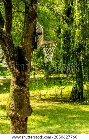 close-up of a basket for basketball game set on the tree