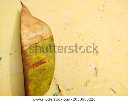 Close up isolated dry dead leaf on beige painted concrete   background