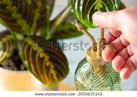 Man watering a Maranta Leuconeura, Fascinator Tricolor, houseplant with a plant mister bottle. Royalty-Free Stock Photo #2050635143