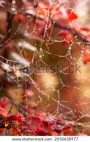 Drops of dew on a spider's web