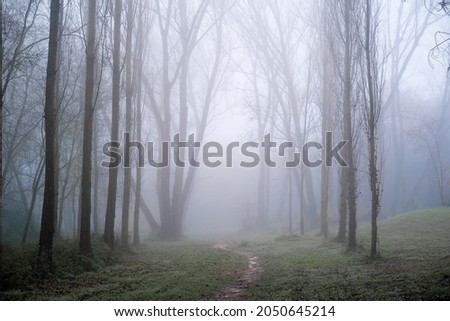 Oriental plane tree forest with dense fog and path in catalonia, spain