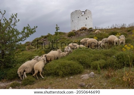 Herd of sheep on the background of the old mill in Bodrum,Turkey