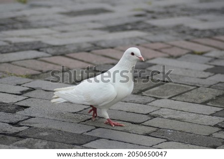 White dove walking on concrete block street., isolated picture