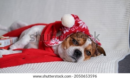 Chihuahua dog in santa hat and red scarf with Christmas gift.