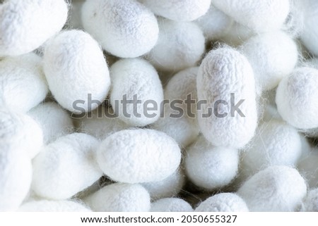 Group of silkworm in white cocoon stage background Royalty-Free Stock Photo #2050655327