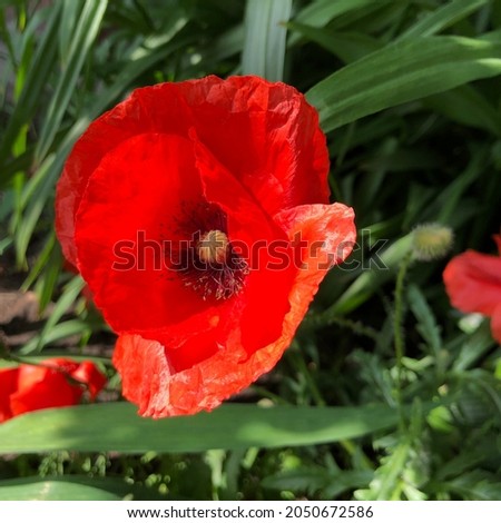 Macro photo red poppy flower. Stock  photo nature plant wild poppy flower