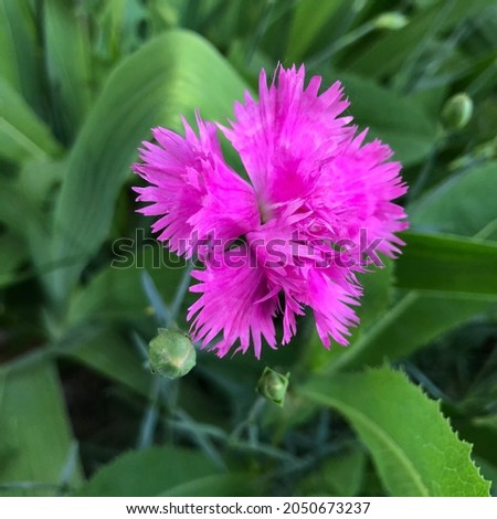 Macro photo violet carnation flower. Stock  photo nature plant wild pink carnation flower
