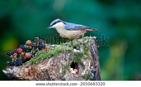Nuthatch foraging for food in a woodland glade
