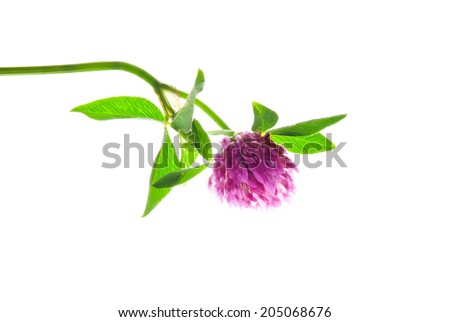 Head of red clover flower with green leaves isolated on white 