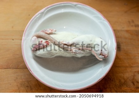 A picture of a dead white rat, placed on a clean white plate on a wooden dining table, being served as food item for some pet snake.