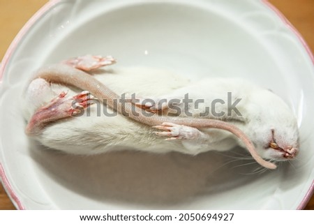 A close up shot of a dead white rat, his tail is clenched between his claws, ready to be served in a plate, as a food for a pet snake.