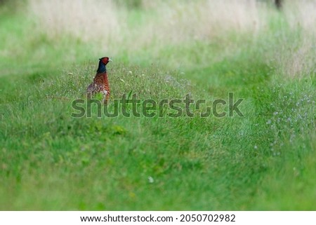 Pheasant in the green field