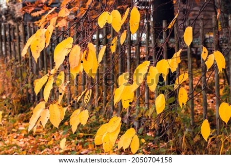 Yellow autumn leaves of bird cherry hang over an old wooden fence. Autumn colors, rural landscape