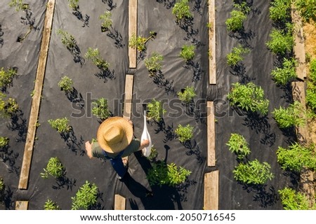 A young man in a straw hat is standing in the middle of his beautiful vegetable garden, covered in black garden membrane, view from above. A male gardener is watering the plants with watering can Royalty-Free Stock Photo #2050716545