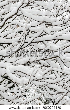 tree branches in the snow. Photo of snow covered branches of plants and trees in winter