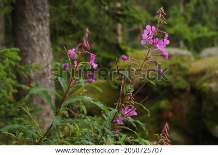Chamaenerion angustifolium, a pink herb in the forest