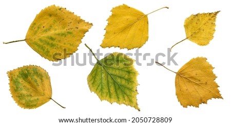 A set of autumn yellow-green leaves from a birch tree isolated on a white background